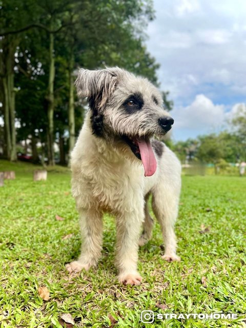 Max - Terrier + Poodle Dog