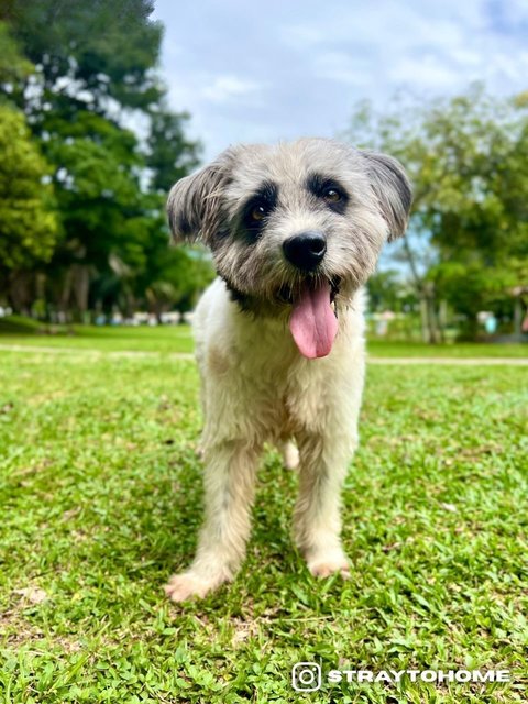 Max - Terrier + Poodle Dog