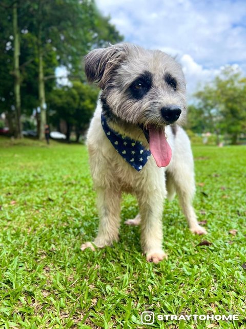 Max - Terrier + Poodle Dog