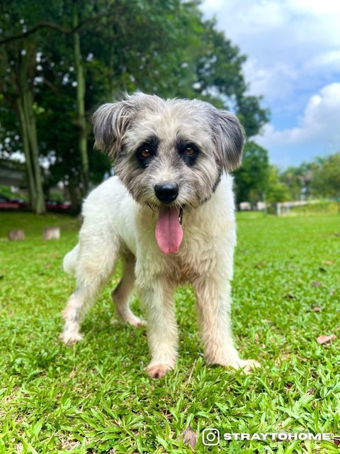 Max - Terrier + Poodle Dog