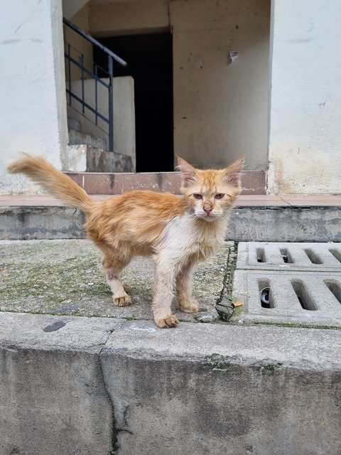 Kenji - Domestic Long Hair Cat