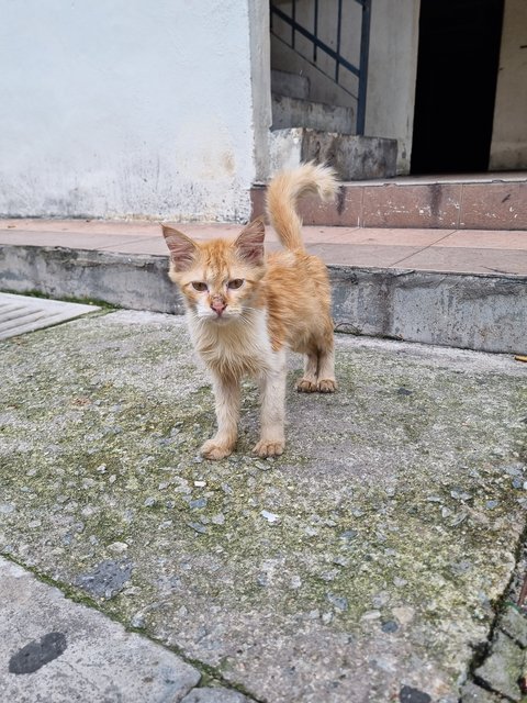 Kenji - Domestic Long Hair Cat