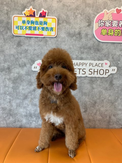 PF137963 - Poodle Dog