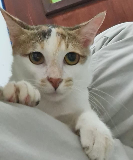 Angelina - Domestic Short Hair + Calico Cat