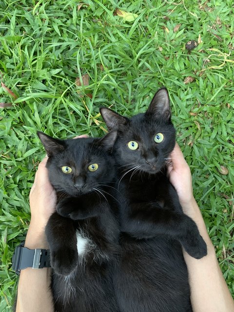 Bonnie (left) and Clyde (right), sadly bonnie passed away last year.