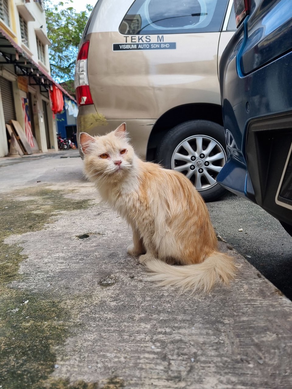 Peally - Persian Cat