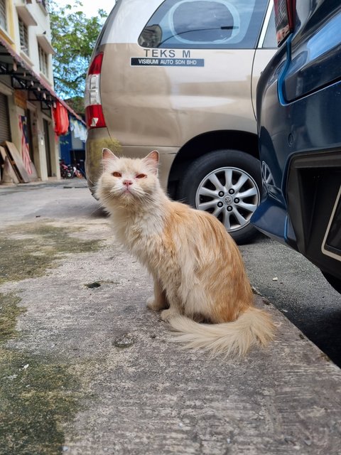 Peally - Persian Cat