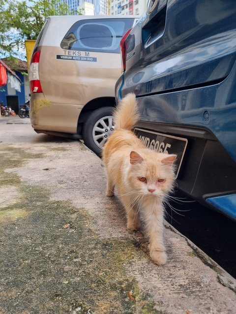 Peally - Persian Cat