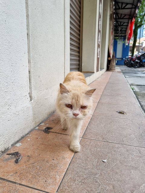 Peally - Persian Cat