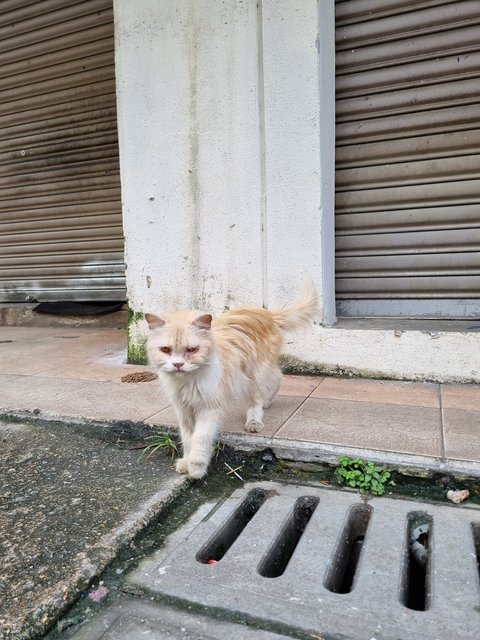 Peally - Persian Cat