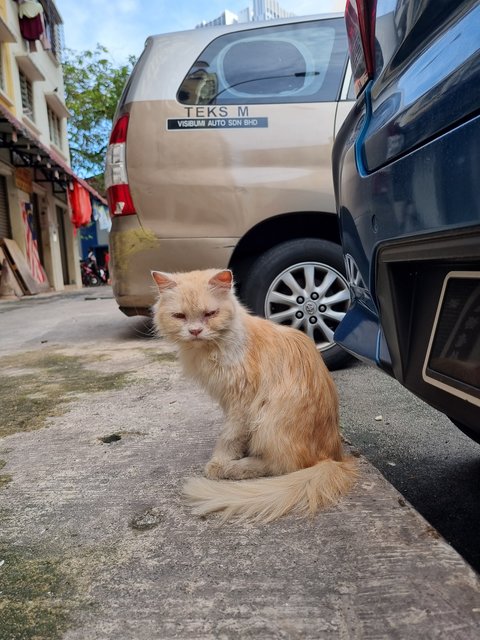 Peally - Persian Cat