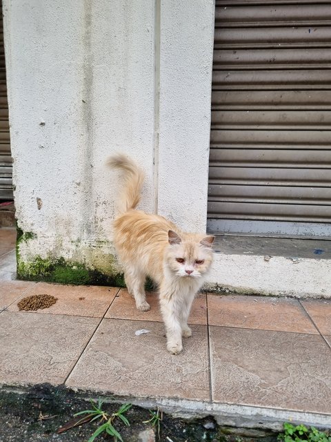 Peally - Persian Cat