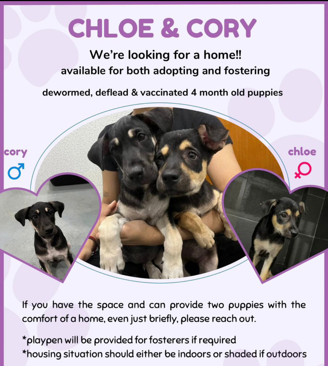 Cory &amp; Chloe - Mixed Breed Dog