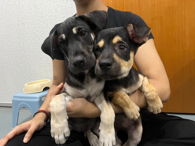 Cory &amp; Chloe - Mixed Breed Dog