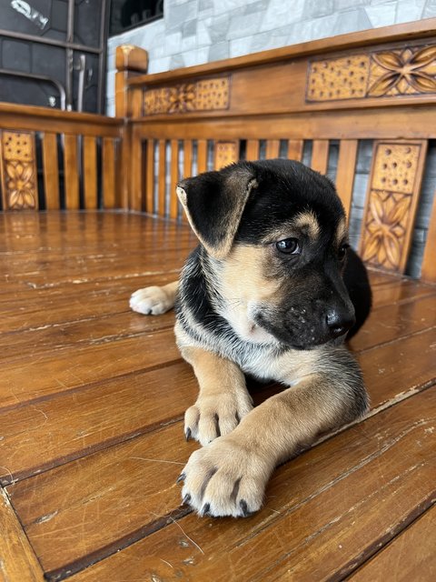 Karuppan  - Mixed Breed Dog