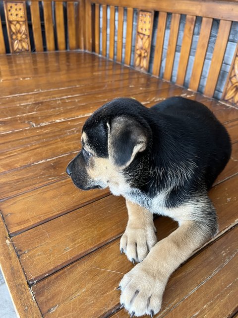 Karuppan  - Mixed Breed Dog