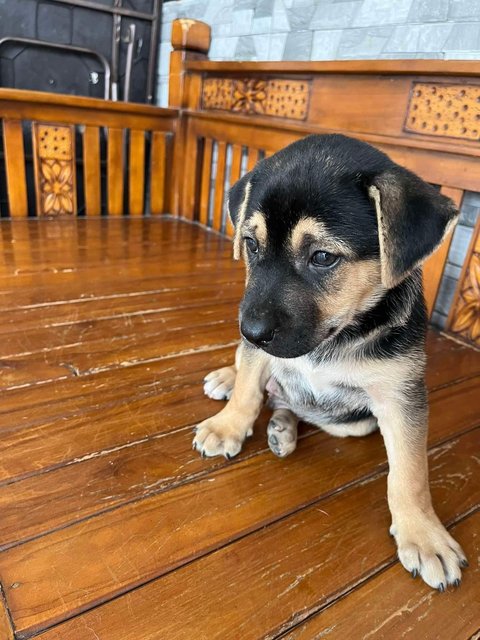 Karuppan  - Mixed Breed Dog