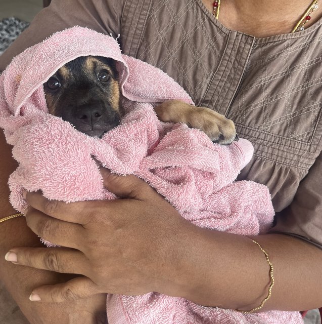 Karuppan  - Mixed Breed Dog