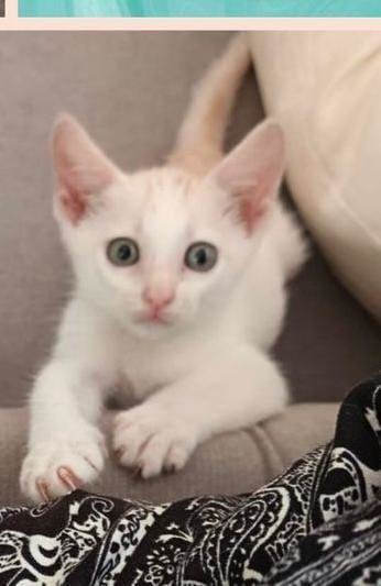 Kuttieboi- White Baby Boy In Penang  - Domestic Short Hair Cat