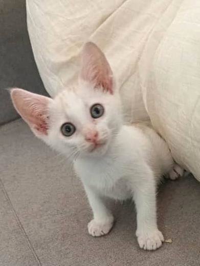 Kuttieboi- White Baby Boy In Penang  - Domestic Short Hair Cat