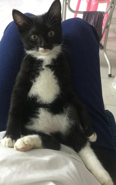 Loki-manja Tuxedo Baby In Penang  - Tuxedo Cat