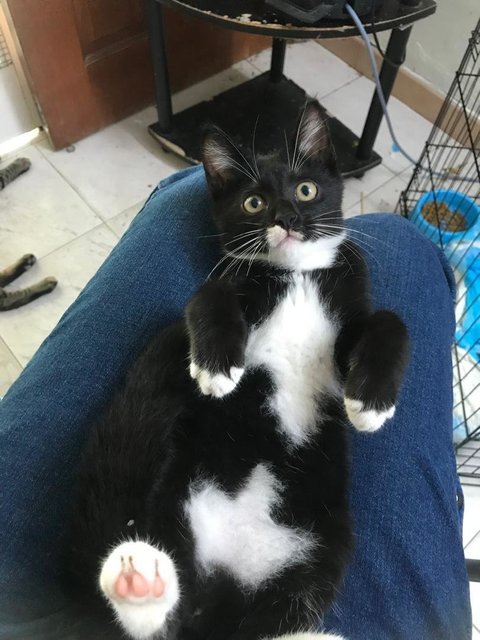 Loki-manja Tuxedo Baby In Penang  - Tuxedo Cat