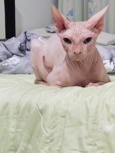 No Name  - Sphynx (hairless cat) Cat