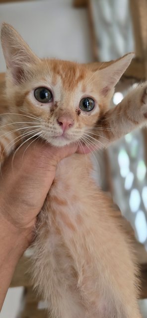 2 Female Kittens - Domestic Short Hair Cat