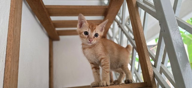 2 Female Kittens - Domestic Short Hair Cat