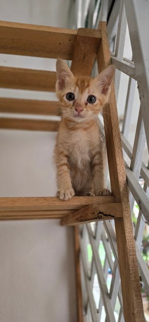 2 Female Kittens - Domestic Short Hair Cat