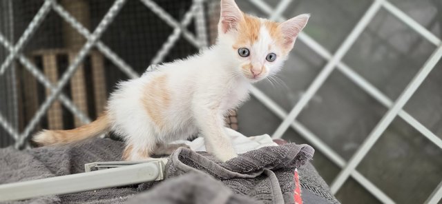 2 Male Kittens - Domestic Short Hair Cat