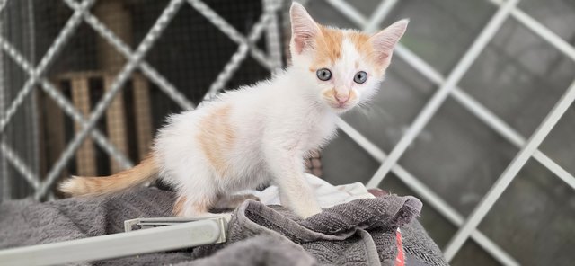 2 Male Kittens - Domestic Short Hair Cat