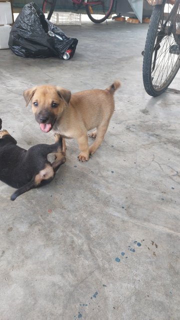 Cheddar playing with his sister