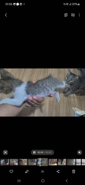 Disabled Kitty - Tabby + Domestic Short Hair Cat