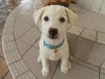 3 Cream Puppies From Dbkl Pound - Labrador Retriever Mix Dog