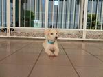 3 Cream Puppies From Dbkl Pound - Labrador Retriever Mix Dog