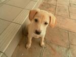 3 Cream Puppies From Dbkl Pound - Labrador Retriever Mix Dog