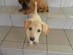 3 Cream Puppies From Dbkl Pound - Labrador Retriever Mix Dog