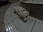 3 Cream Puppies From Dbkl Pound - Labrador Retriever Mix Dog