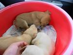 3 Cream Puppies From Dbkl Pound - Labrador Retriever Mix Dog