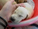 3 Cream Puppies From Dbkl Pound - Labrador Retriever Mix Dog