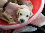 3 Cream Puppies From Dbkl Pound - Labrador Retriever Mix Dog