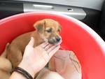 3 Cream Puppies From Dbkl Pound - Labrador Retriever Mix Dog