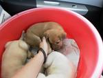 3 Cream Puppies From Dbkl Pound - Labrador Retriever Mix Dog