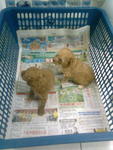 Homebred Pure Tiny Toy Poodle - Poodle Dog