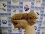 Homebred Pure Tiny Toy Poodle - Poodle Dog