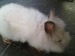 A20 - Angora Rabbit Rabbit