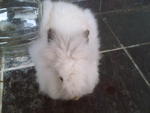 A20 - Angora Rabbit Rabbit