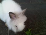 A20 - Angora Rabbit Rabbit