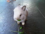 A20 - Angora Rabbit Rabbit